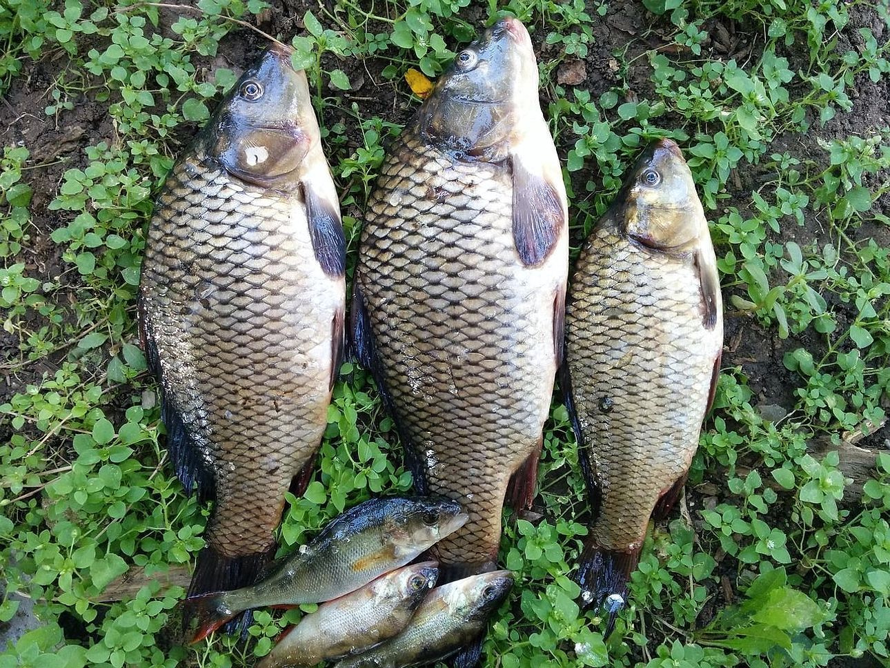 Wading in river bank